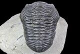 Bargain, Pedinopariops Trilobite - Mrakib, Morocco #137329-2